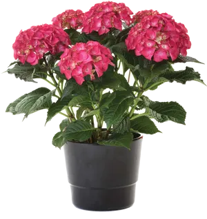 Pink Hydrangeain Pot PNG Image