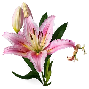 Pink Lily Flower Png Bhp83 PNG Image