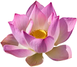 Pink Lotus Flower Black Background PNG Image