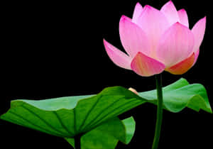 Transparent Lotus Clipart - Transparent Background Lotus Png, Png Download PNG image with transparent background