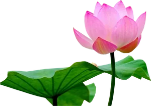 Pink Lotus Flower Black Background PNG Image