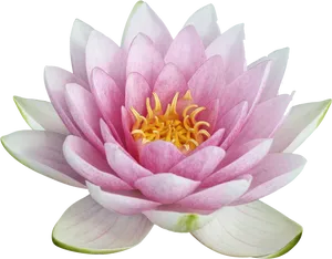 Pink Lotus Flower Closeup PNG Image