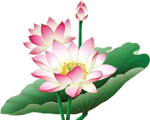 Pink_ Lotus_ Flower_ Illustration PNG Image