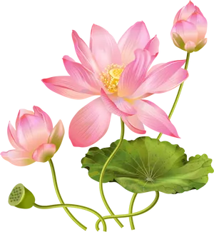 Pink Lotus Flower Illustration PNG Image