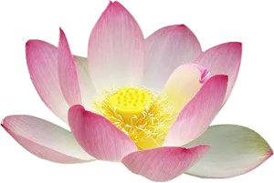 Pink Lotus Flower Isolated Background PNG Image