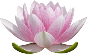 Lotus For Logo - Colored Lotus Flower Drawing, HD Png Download PNG image with transparent background