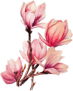 Tattoo Flower Branches Magnolia Watercolour Watercolor - Magnolia Flower Tattoo Design, HD Png Download PNG with transparent background