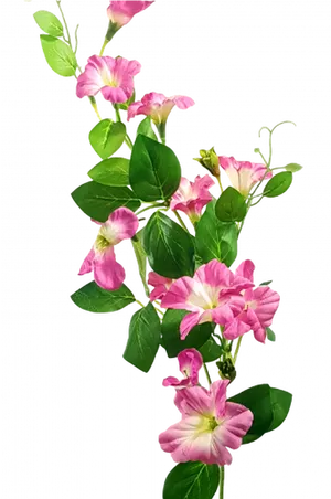 Pink Morning Glory Flowers PNG Image