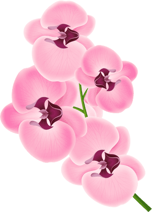 Pink Orchid Clipart Png Transparent Png , Png Download - Orchid Flower Clip Art, Png Download PNG with transparent background