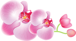 Orchids Png Clipart - Orchids Clipart, Transparent Png PNG with transparent background