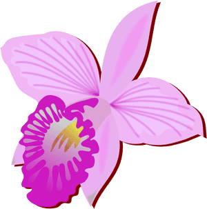 Orchid Cut Flower Drawing, HD Png Download PNG image with transparent background