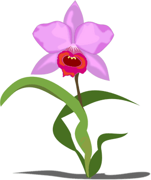 Orchid Clipart Small Pink - Orchid Flower Clip Art, HD Png Download PNG with transparent background