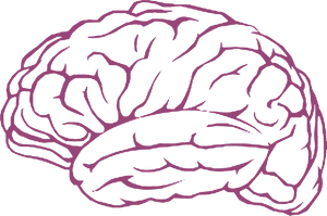 Pink Outline Brain Illustration PNG Image