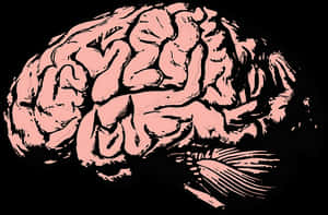 Pink Outlined Brain Illustration PNG image with transparent background
