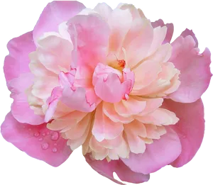 Pink Peony Dewdrops Floral Photography PNG Image