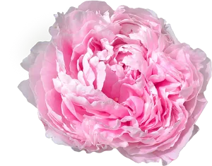 Pink Peony Flower Isolated PNG Image