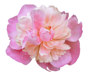 Peony PNG Photos PNG with transparent background