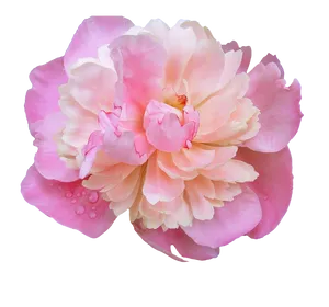 Pink Peony Flower Transparent Background PNG Image