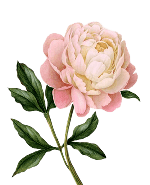 Peony PNG Photo PNG with transparent background