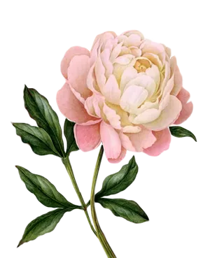 Pink Peony Illustration PNG Image