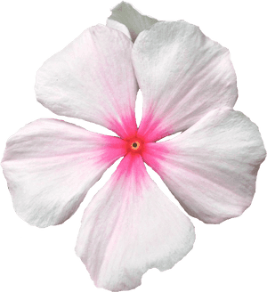 Transparent Flower Crown Png Background Png Download - Periwinkle, Png Download PNG image with transparent background