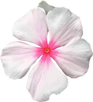 Pink Periwinkle Flower Isolated PNG Image