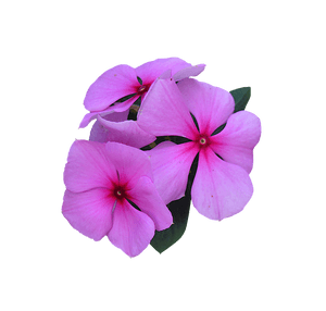 Pink Periwinkle Flowers PNG image with transparent background