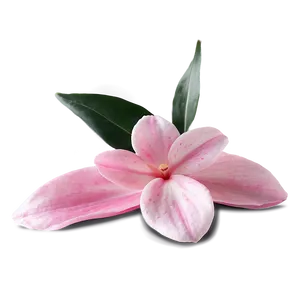 Pink Petals Png Pvf PNG Image