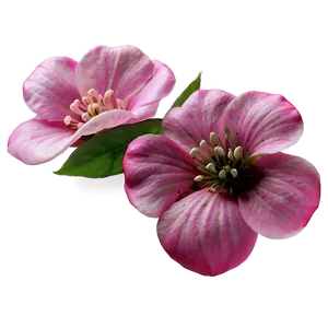 Pink Petals Png Ymv68 PNG Image