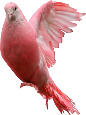 Pink Pigeon In Flight.png PNG Image