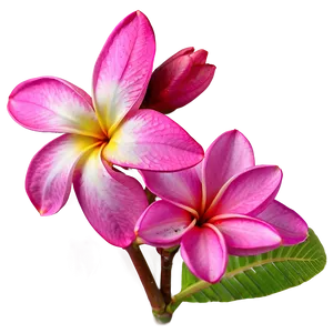 Pink Plumeria Png Nqw PNG Image