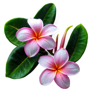 Pink Plumeria Png Tyo53 PNG Image