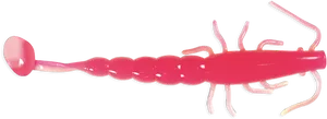 Pink Prawn Graphic PNG Image