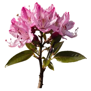 Pink Rhododendron Png Bbv PNG Image