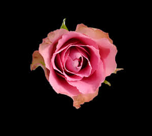 Pink Rose Black Background PNG image with transparent background
