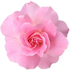 Pink Rose Black Background PNG Image