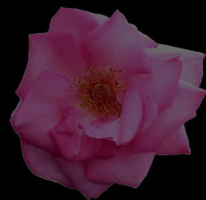 Pink Rose Black Background PNG image with transparent background