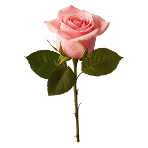 Pink Rose Bouquet PNG 86 PNG image with transparent background