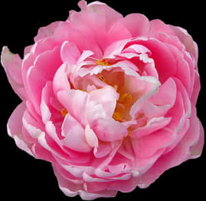 Pink Rose Closeup PNG image with transparent background