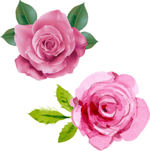 Pink Rose Transparent Png Clipart, Png Download PNG image with transparent background
