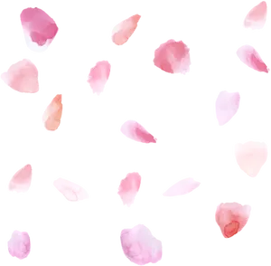 Pink Rose Petals Black Background PNG Image