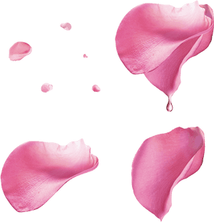 Rose Roses Petal Petals Rosepetals Pink Flowers Flower - Pink Rose Petals Png, Transparent Png PNG image with transparent background