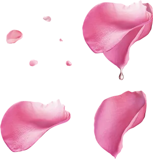 Pink Rose Petals Floating PNG Image