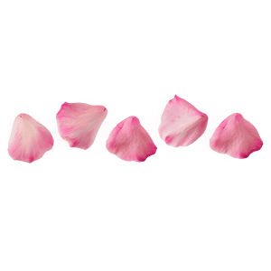 Pink Rose Petals PNG 29 PNG image with transparent background
