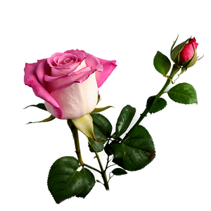 Pink Rose PNG 05242024 PNG image with transparent background