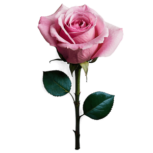Pink Rose PNG 73 PNG image with transparent background