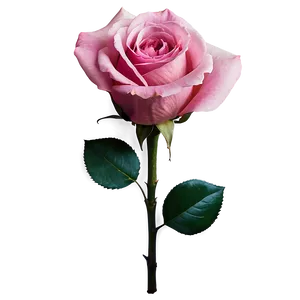 Pink Rose Png 73 PNG Image