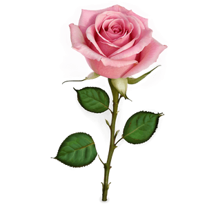 Pink Rose PNG 93 PNG image with transparent background