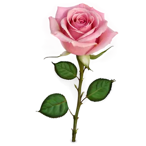 Pink Rose Png 93 PNG Image