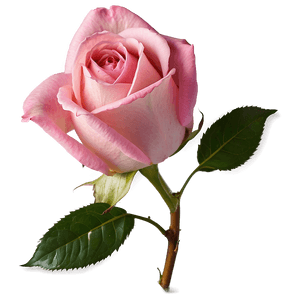 Pink Rose PNG fns PNG image with transparent background